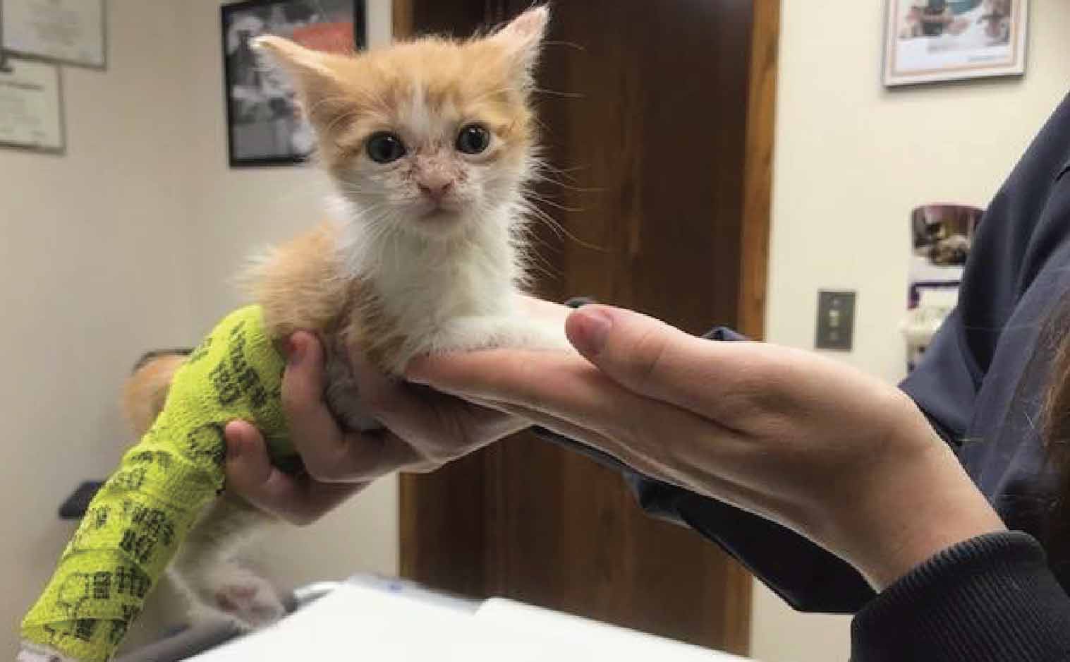 A small kitten gets treated by a veterinarian for a leg injury.