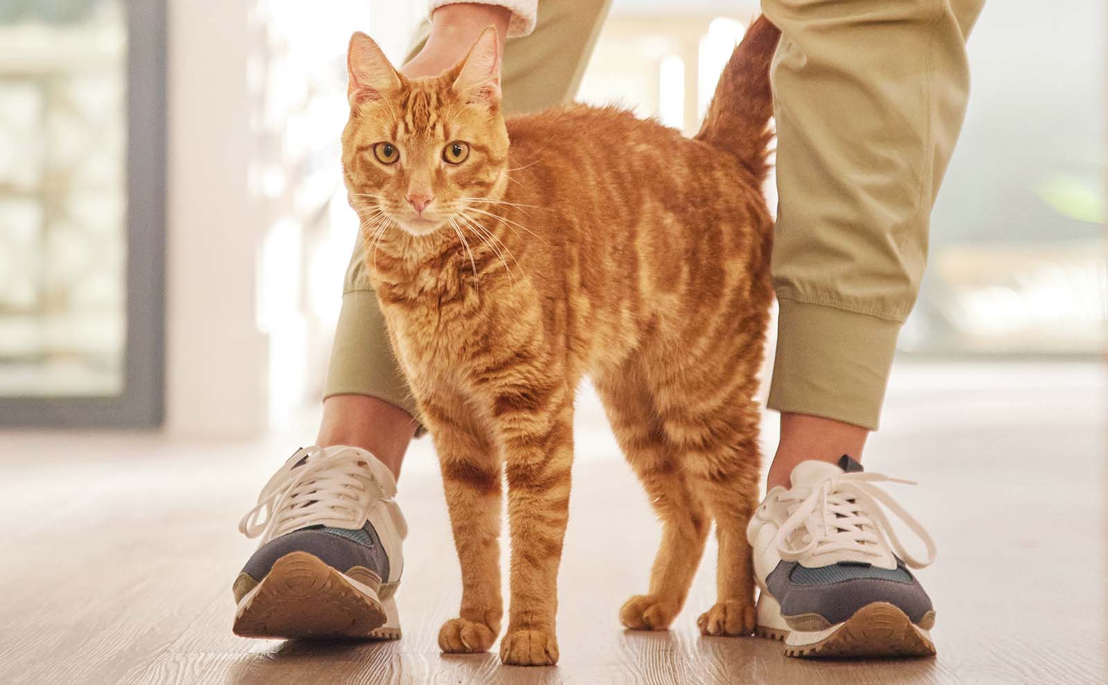 A cat stands between its owners legs looking forward.