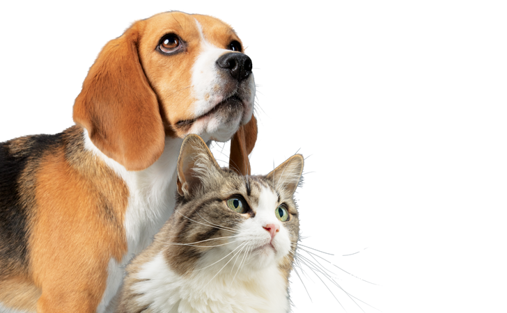 A dog and a cat gaze upward with the American Veterinary Medical Foundation logo.