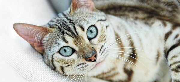 A content cat laying on a couch.