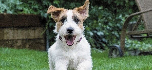 Happy dog running outside.