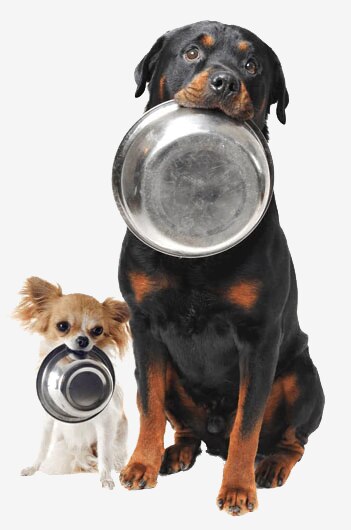 Two dogs sit holding dog food bowls in their mouths.