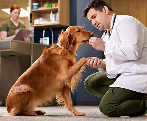 A veterinarian kneeling down to give a golden retriever a treat while holding its paw.